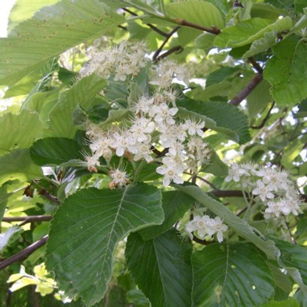Sorbus aria