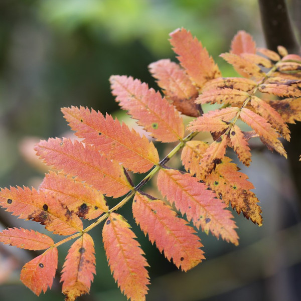Sorbus aucuparia