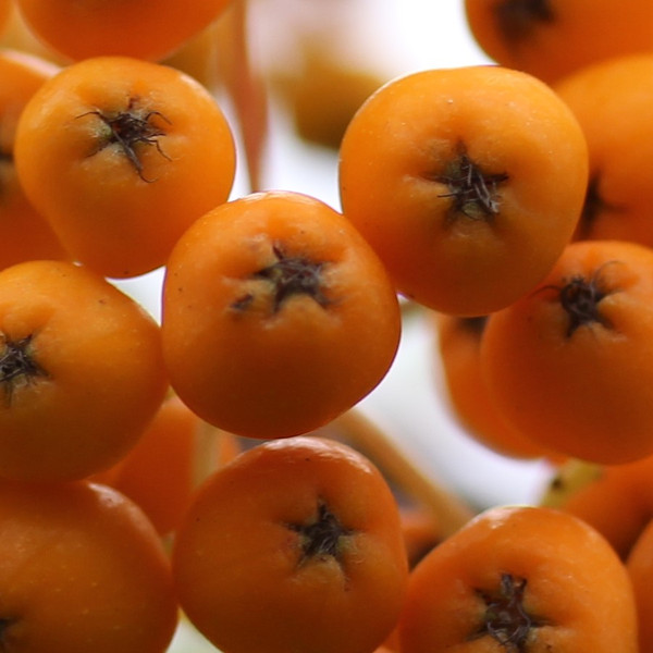 Sorbus aucuparia 'Fructo Luteo'