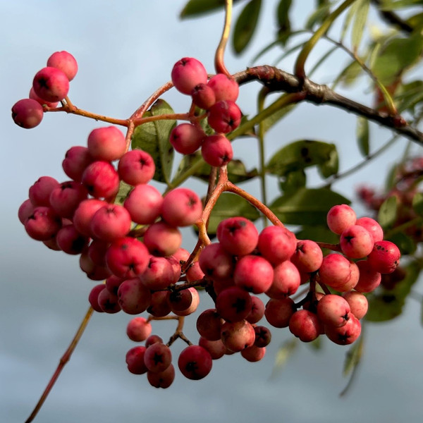 Sorbus hupehensis 'Pink Pagoda'