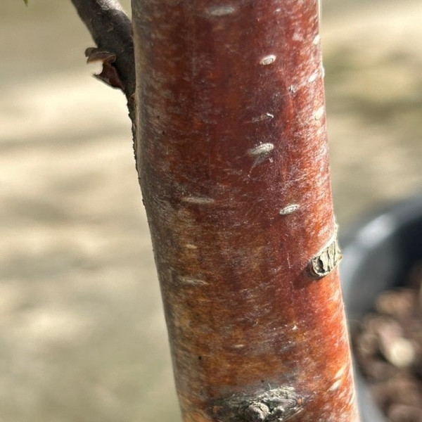 Betula albosinensis