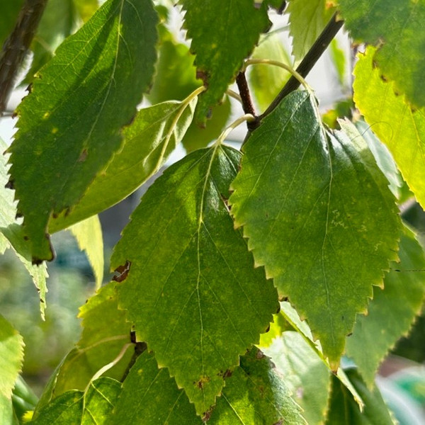 Betula ermanii