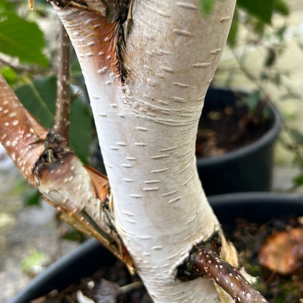 Betula utilis jaquemontii
