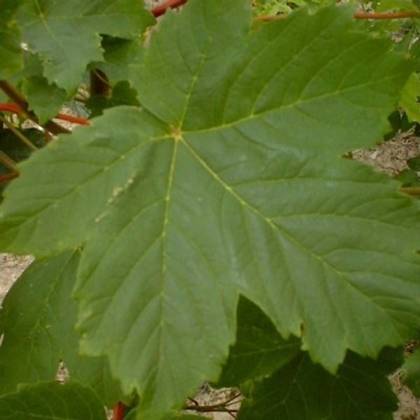 Acer pseudoplatanus