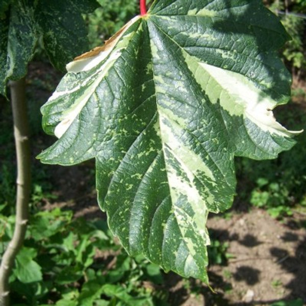 Acer pseudoplatanus 'Leopoldii'