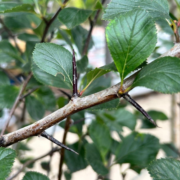 Crataegus crus-galli