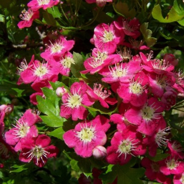 Crataegus laevigata 'Punicea'