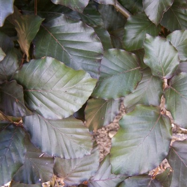 Fagus sylvatica Atropurpurea Group