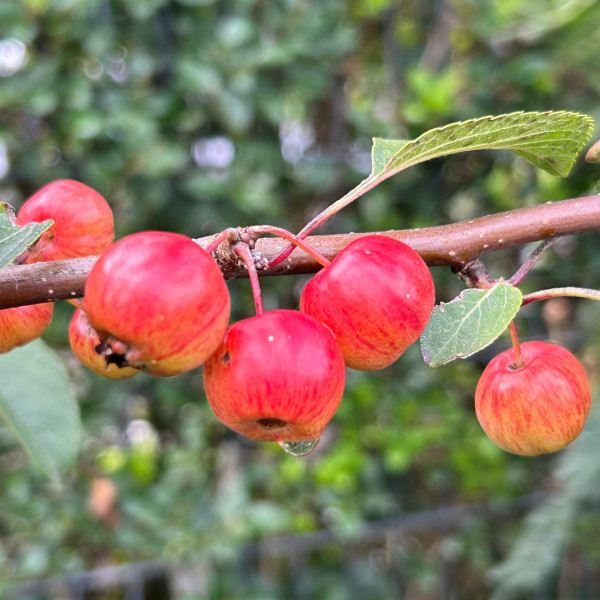 Malus 'Evereste'