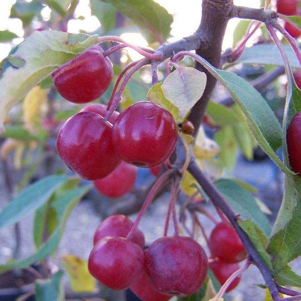 Malus hupehensis