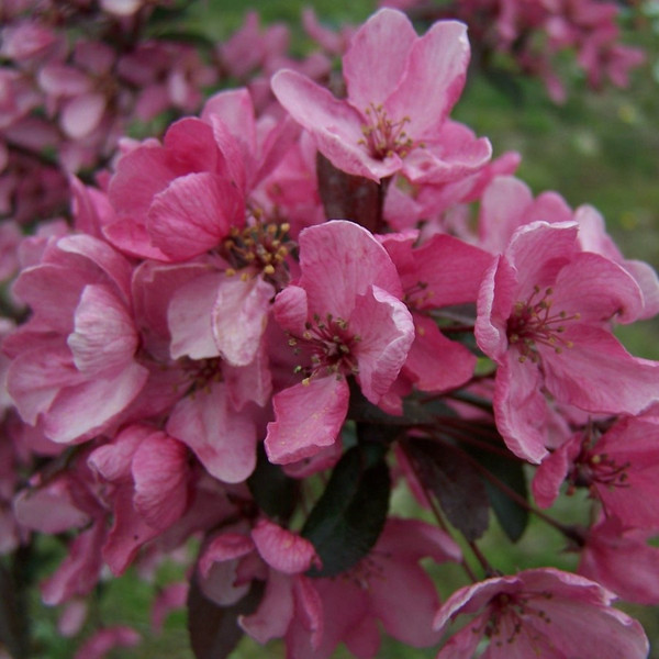Malus x moerlandsii 'Liset'