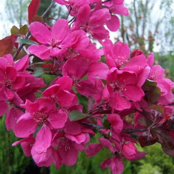 Malus x moerlandsii 'Profusion'