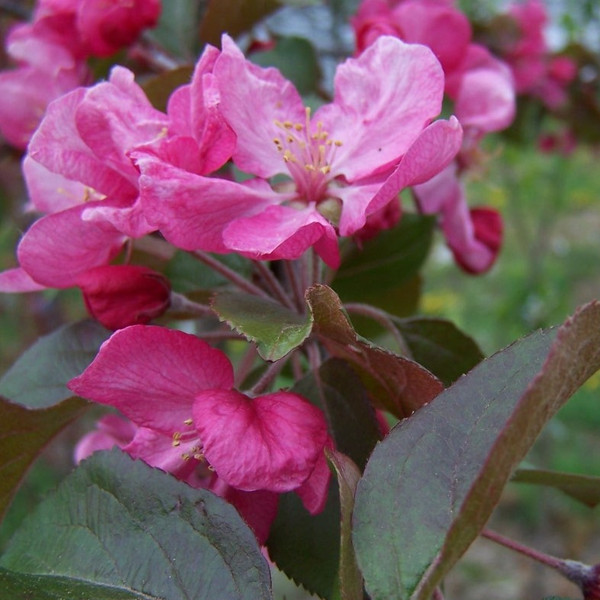 Malus 'Red Glow'