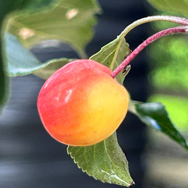Malus 'Rudolph'