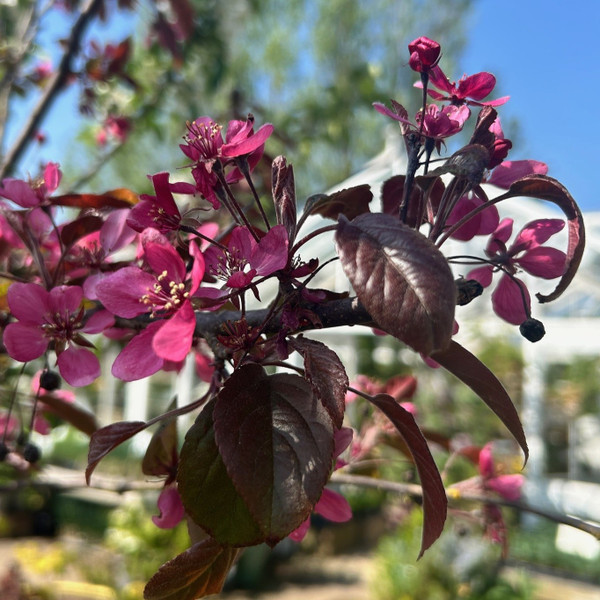 Malus toringo 'Scarlett'