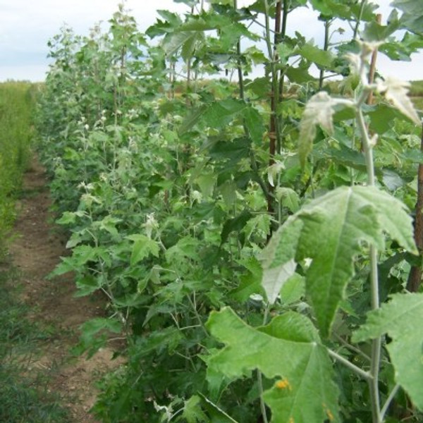 Populus alba 'Racket'