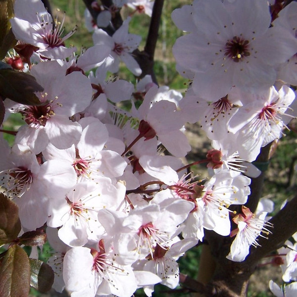 Prunus cerasifera 'Pissardii'