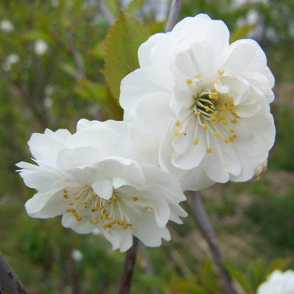 Prunus 'Rhexi Flore Pleno'