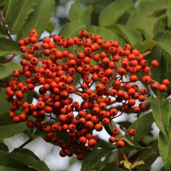 Sorbus sargentiana