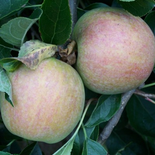 Apple - Allington Pippin Apple - Allington Pippin