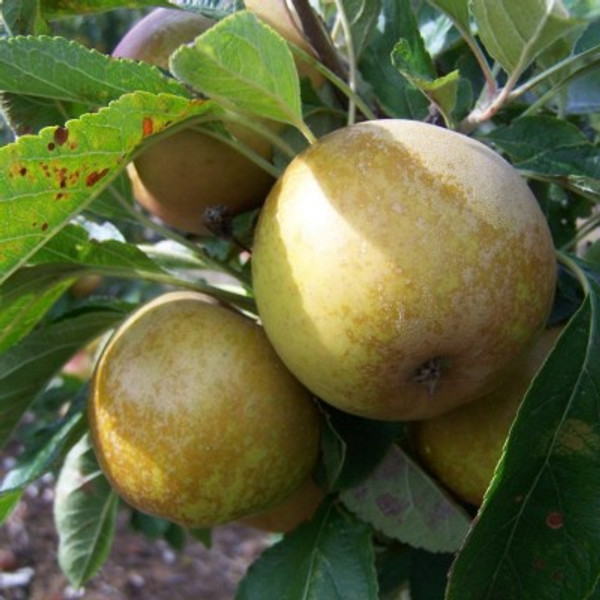 Apple - Aromatic Russet Apple - Aromatic Russet