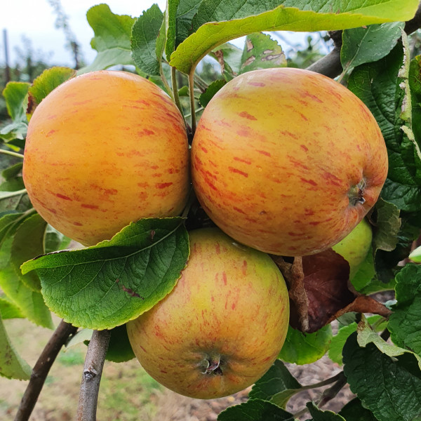 Apple - Bradley's Beauty Apple - Bradley's Beauty