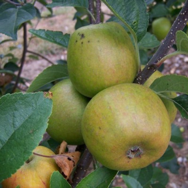 Apple - Court of Wick