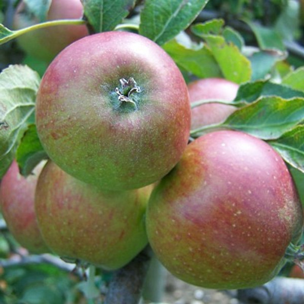 Apple - Elektra Apple - Elektra