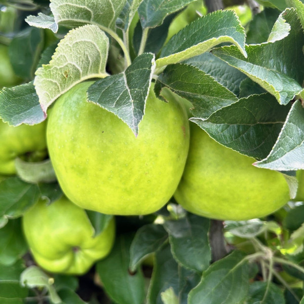 Apple - Lord Derby Apple - Lord Derby