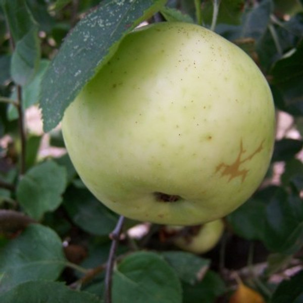Apple - Norfolk Beauty