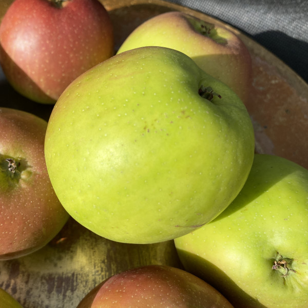 Apple - Northern Greening