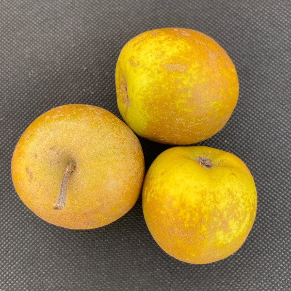 Apple - Pine Golden Pippin