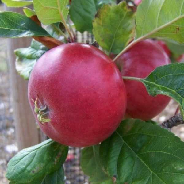 Apple - Red Devil Apple - Red Devil