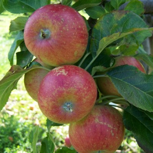 Apple - Red Windsor Apple - Red Windsor