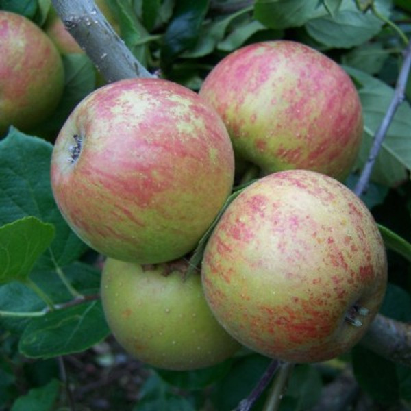 Apple - Ross Non Pareil Apple - Ross Non Pareil