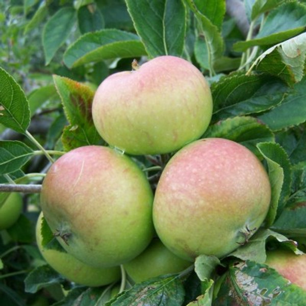 Apple - Steyne Seedling