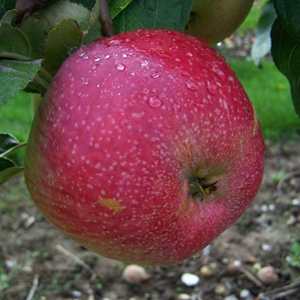 Apple - S. T. Wright