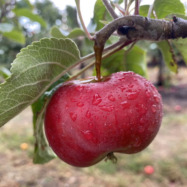 Apple - Thomas Jeffrey