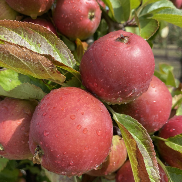 Apple - Warden Apple - Warden