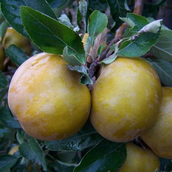 Apple - Wheeler's Russet Apple - Wheeler's Russet