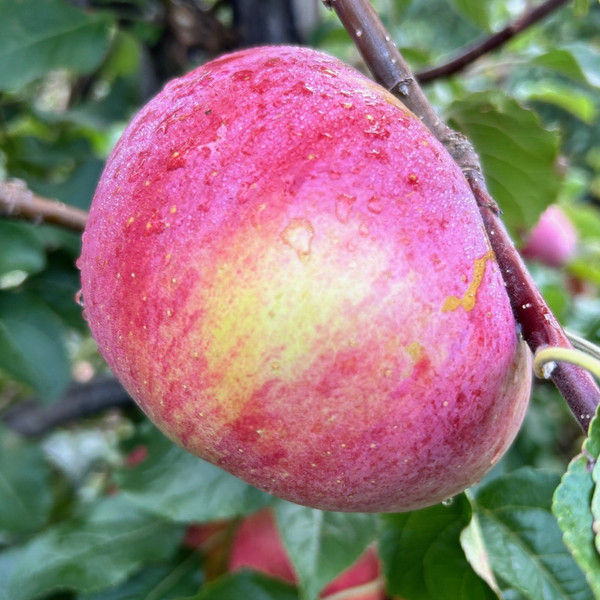 Apple - Wolf River Apple - Wolf River