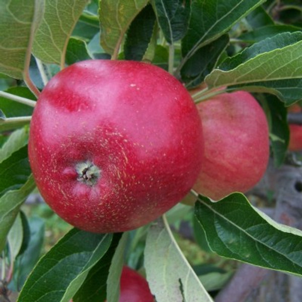 Apple - Worcester Pearmain Apple - Worcester Pearmain