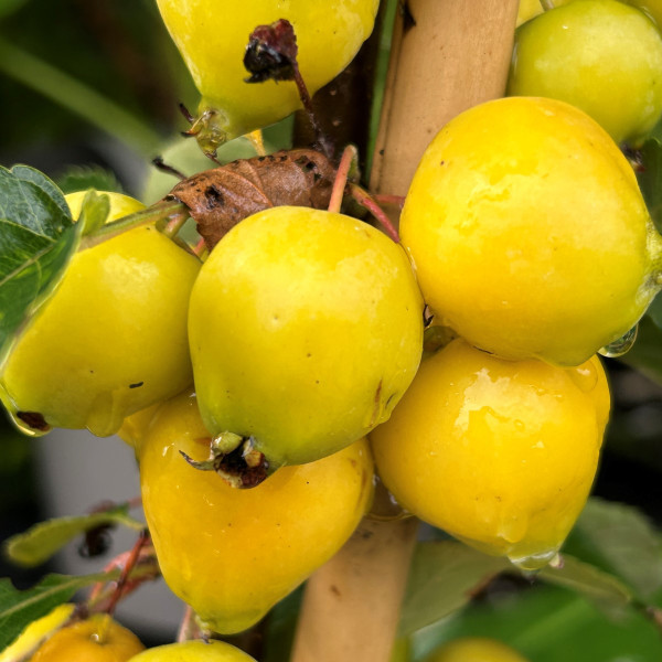 Crab Apple - Golden Hornet Crab Apple - Golden Hornet