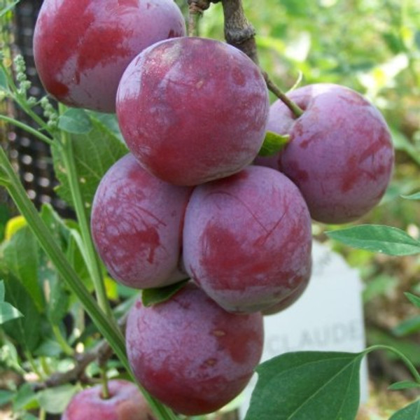 Gage - Count Althann's Gage