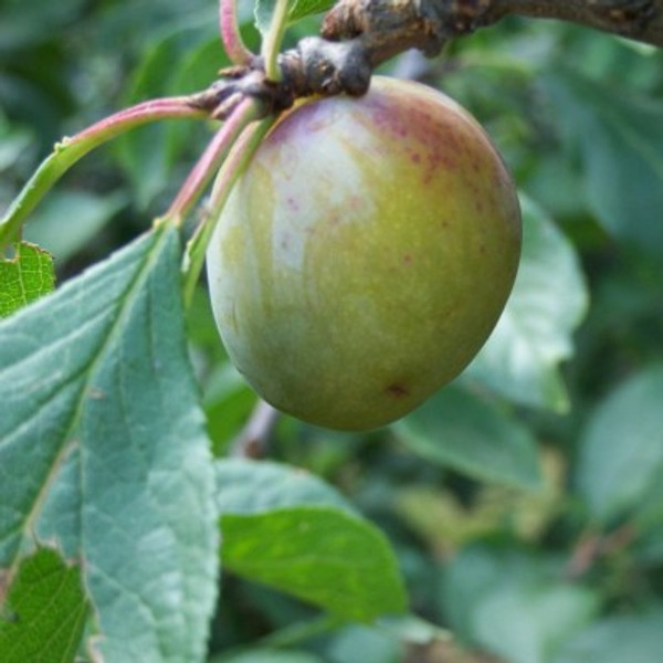 Gage - Jefferson's Gage