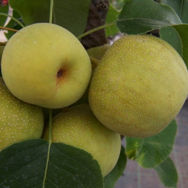 Nashi Pear - Shinko Nashi Pear - Shinko