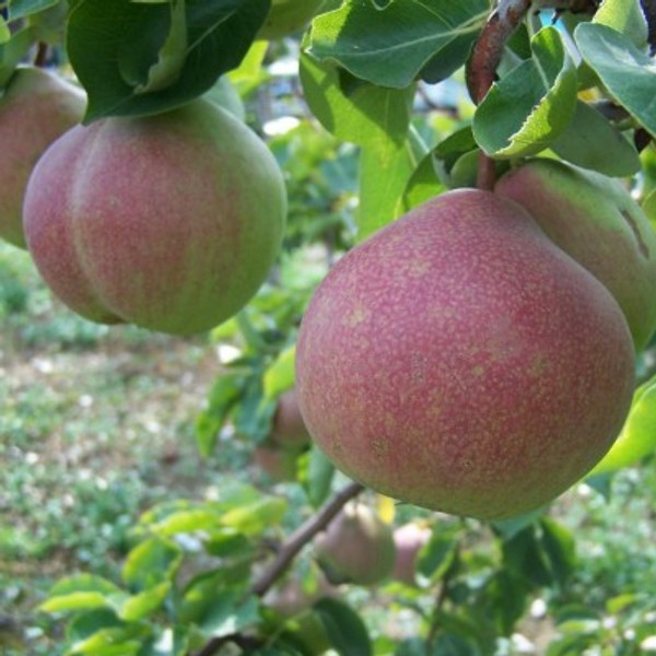 Pear - Catillac Pear - Catillac