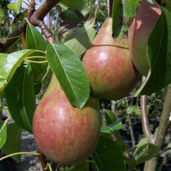 Pear - Clapp's Favourite Pear - Clapp's Favourite