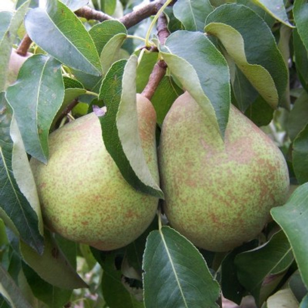 Pear - Doyenne du Comice Pear - Doyenne du Comice