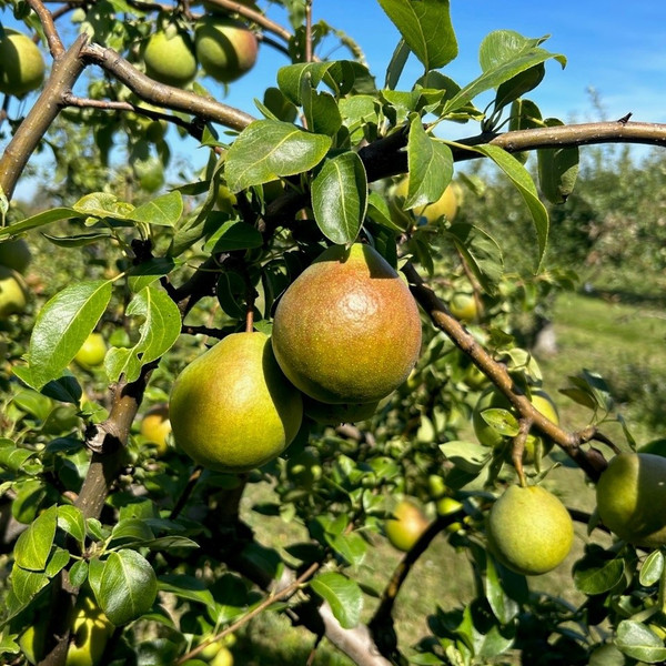 Pear - Green Pear of Yair Pear - Green Pear of Yair